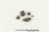 藏品(合葉蘚屬)的圖片